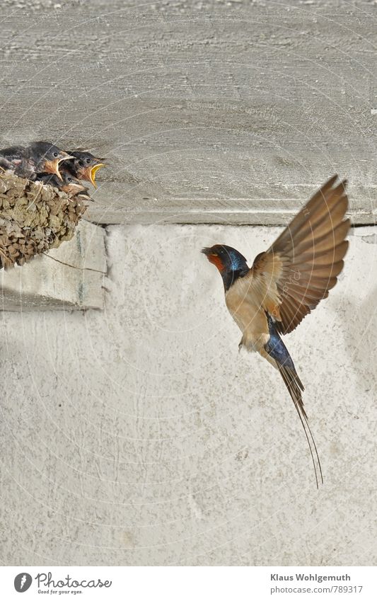 Barn swallow flies with food to her nest with hungry young Environment Nature Animal Spring Summer Building Bird Swallow Group of animals Baby animal