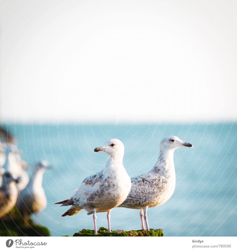 Everything under control Coast Ocean Wild animal Seagull 2 Animal Observe Looking Esthetic Cool (slang) Free Together Maritime Positive Loyal Watchfulness