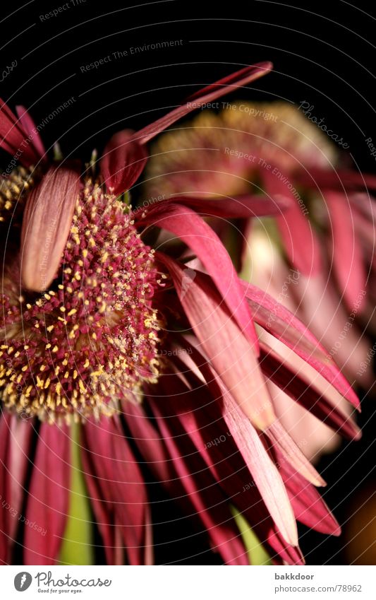 Wilted little flower Disappointment Past Dark background Flower Pink Multicoloured Transience Large Foreground Background picture Blossom Black Grief Really
