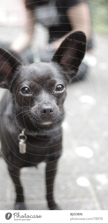 Neo, the carpet rocket Trenchant Vertical Portrait format Diminutive Dog Small Innocent Black Gray Neckband Snout Animal Pet Pelt Colour photo Mammal