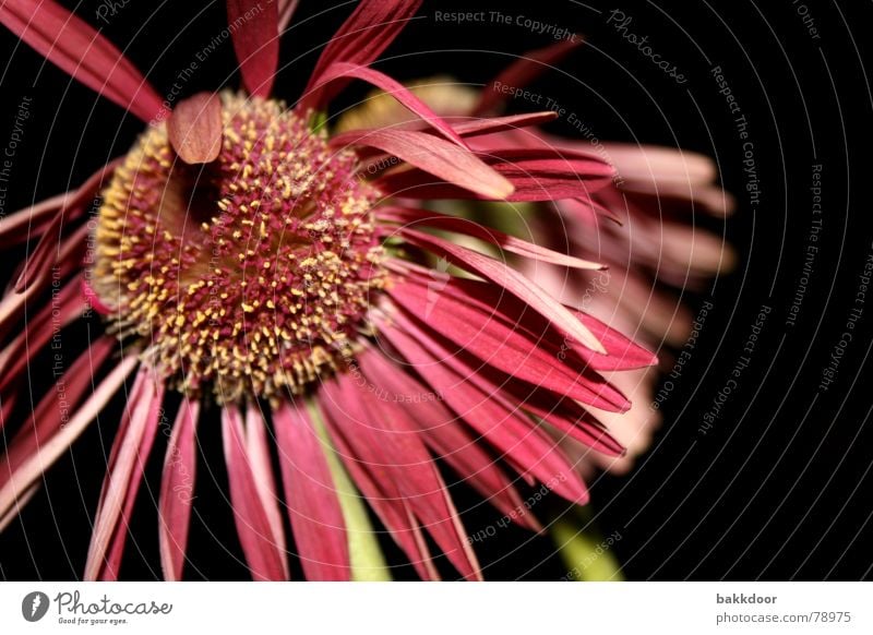 frontal flower Disappointment Past Flower Pink Multicoloured Dark Transience Large Foreground Background picture Blossom Black Grief Really Pallid