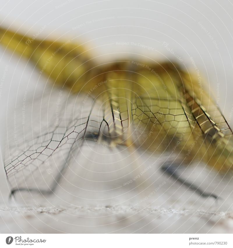 net Environment Nature Animal Wild animal 1 Yellow Gray Dragonfly Dragonfly wings Reticular Structures and shapes Colour photo Exterior shot Close-up
