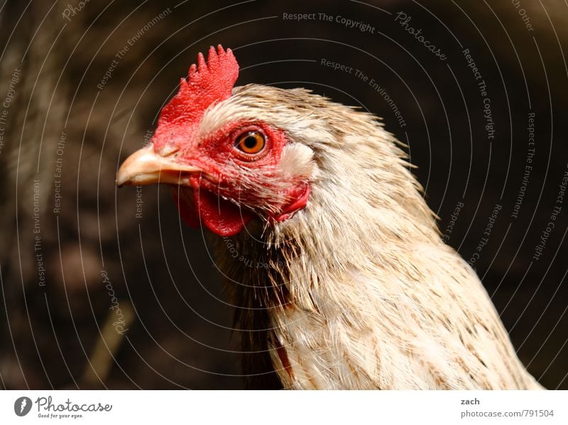 Chicken, Solo Meat Animal Pet Farm animal Animal face Wing Barn fowl Rooster Mother hen Poultry Bird 1 Looking Brown Colour photo Subdued colour Exterior shot