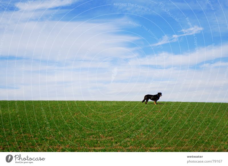 Dog on meadow Meadow Winter Green Grass Field Loneliness Sky Animal Green space Black Pet Deserted Germany Mammal lonesome Blue Landscape Lawn