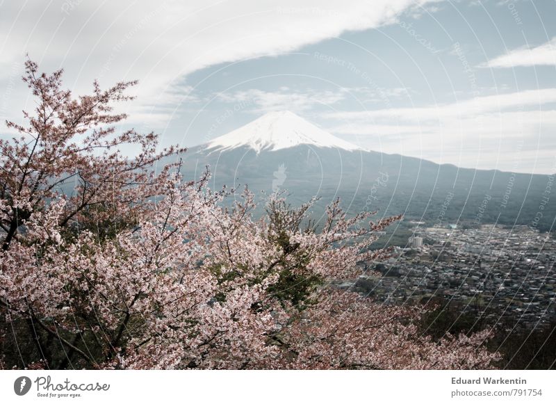 Fujiyama Nature Plant Air Sky Clouds Mountain Idyll Kitsch Japan Cherry blossom Tree Spring Mount Fuji Subdued colour Exterior shot Deserted Day Panorama (View)