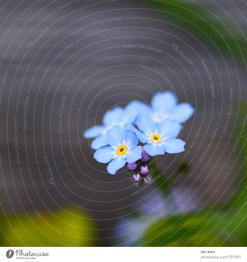 wooden fence Environment Plant Summer Flower Blossom Forget-me-not Exceptional Exotic Beautiful Blue Green Emotions Happy Contentment Optimism Love Infatuation