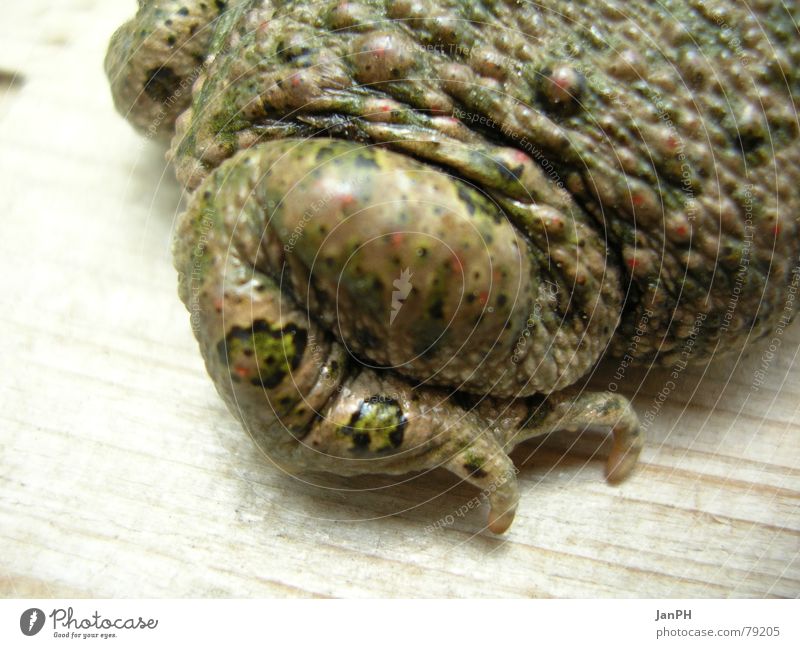 toad thigh Animal Wood Green Brown Amphibian Camouflage Painted frog Frog Legs Feet