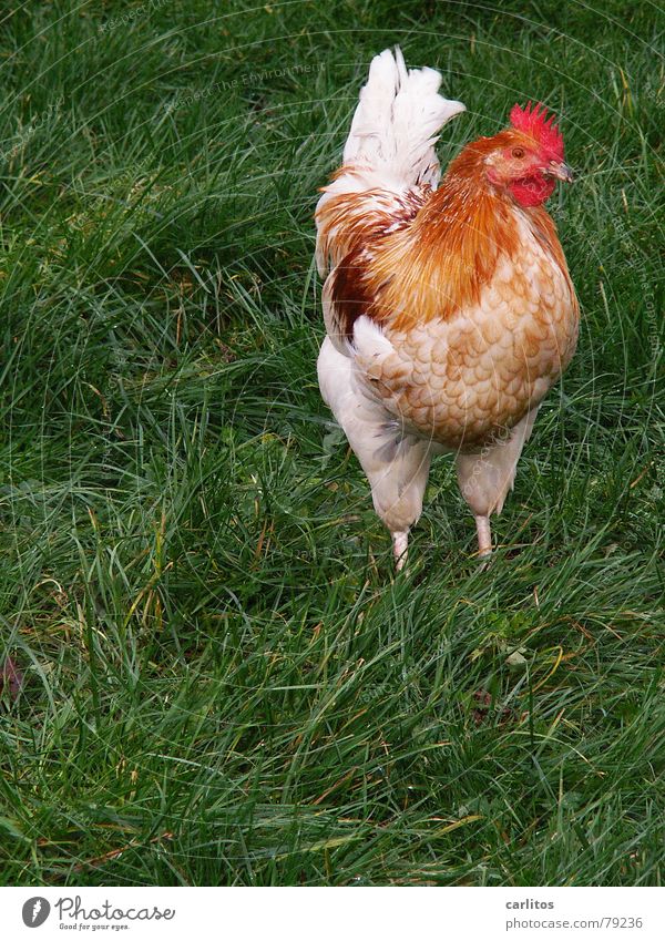 I wish I was a chicken Easter egg Yolk Scrambled eggs Laying hen Rooster Wake Barn fowl Farm Agriculture Ranch Grass Meadow Country life Bird festive roast