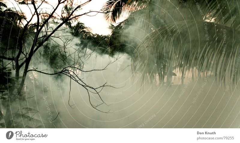 chikungunya Mauritius Poison gas Fog Forest Shroud of fog Africa Virgin forest Gas Evening Sky Landscape