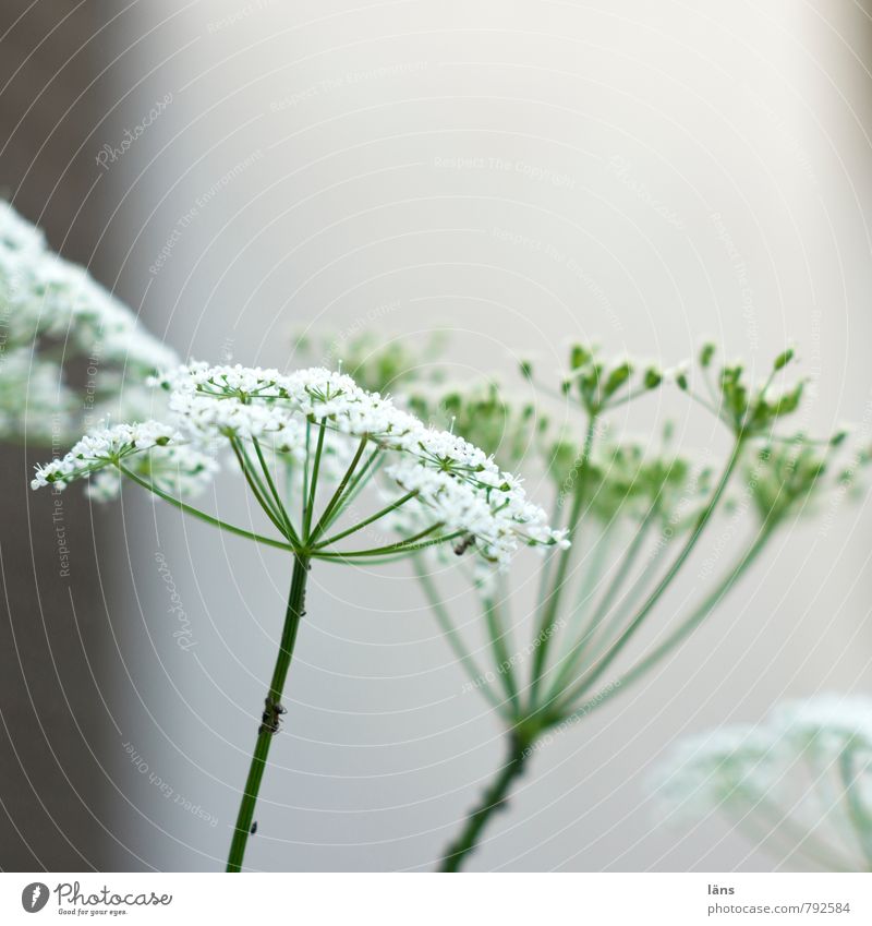 gout Plant Summer Aegopodium podagria Blossoming Green White Apiaceae Upward Growth Deserted Copy Space top