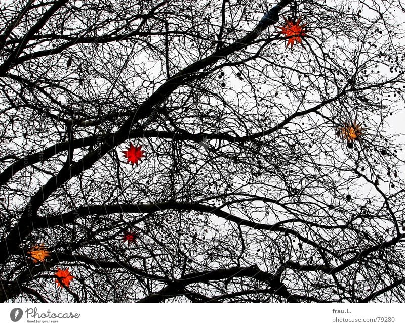 Christmas tree Tree Winter Multicoloured Christmas & Advent Star (Symbol) Branch Lamp lordnhut stars branches