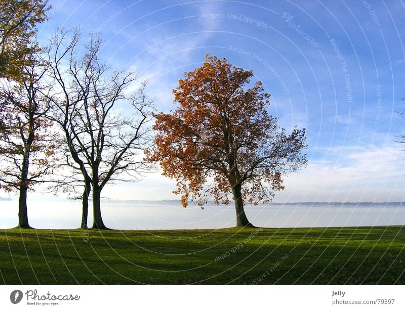 autumn walk Sun Nature Plant Water Sky Autumn Tree Grass Leaf Meadow Blue Green Lake Chiemsee Green space Colour photo Exterior shot Deserted Day