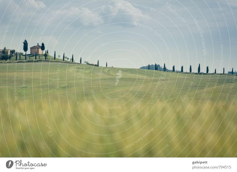 line in the landscape Vacation & Travel Environment Nature Landscape Air Sky Horizon Sun Summer Beautiful weather Tree Cypress Meadow Field Hill Tuscany Italy
