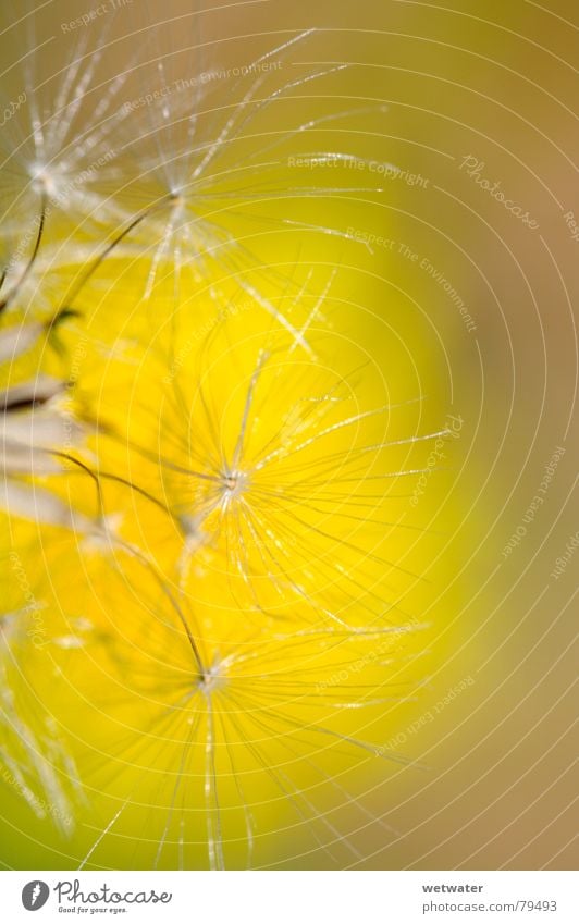 dandelion seeds Dandelion Plant Flower Blossom Yellow Summer Delicate Nature Sperm Macro (Extreme close-up) Soft bay Seed