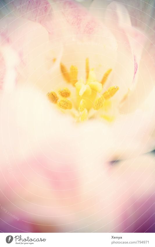 bee food Environment Nature Plant Flower Tulip Blossoming Retro Yellow Pink Spring fever Delicate Soft Pistil Stamen Detail Deserted Copy Space bottom Day Blur