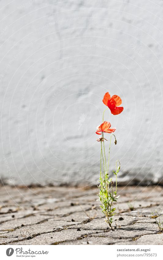 adaptive Environment Plant Summer Beautiful weather Warmth Flower Poppy Wall (barrier) Wall (building) Street Blossoming Illuminate Simple Friendliness