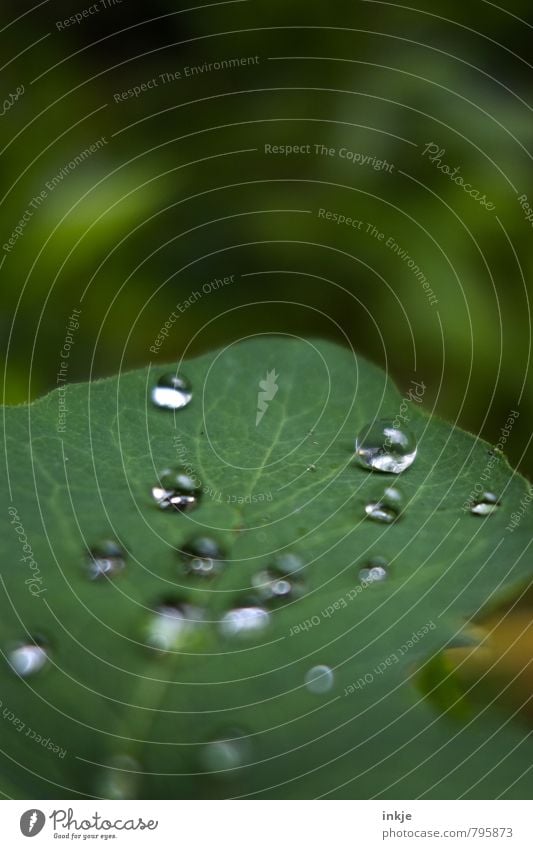 dribble Nature Drops of water Spring Summer Leaf Foliage plant Garden Park Lie Simple Glittering Wet Natural Round Green White Surface tension Hydrophobic