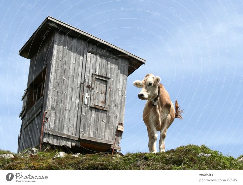 Here I rule! I Arrogant Mountain dweller Austrian Cow Summer Worm's-eye view House (Residential Structure) Alpine Meadow Hut Sky Pride Alps Nature Blue