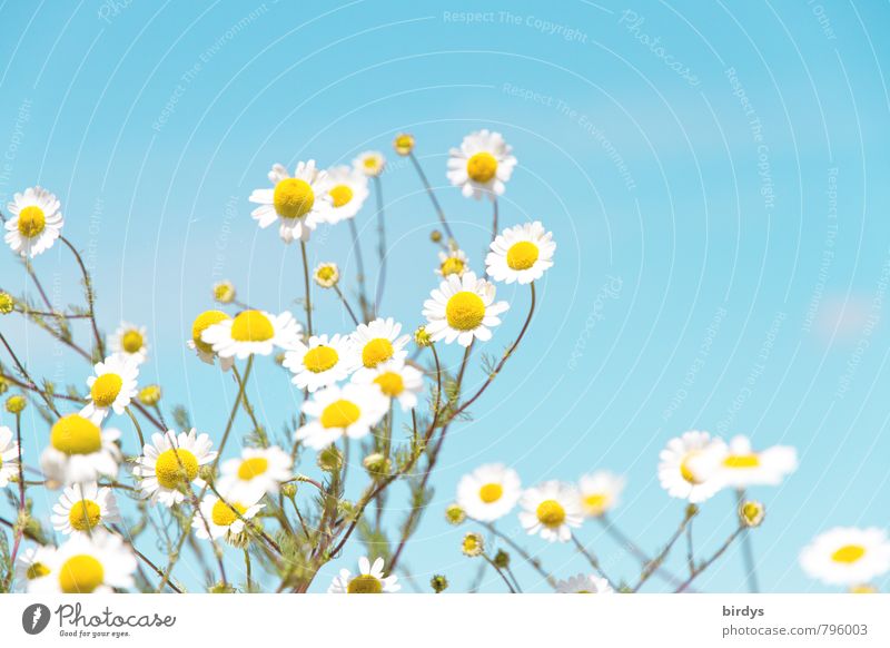 chamomile Cloudless sky Summer Beautiful weather Blossom Agricultural crop Wild plant Chamomile Camomile blossom Blossoming Fragrance Esthetic Fresh Healthy