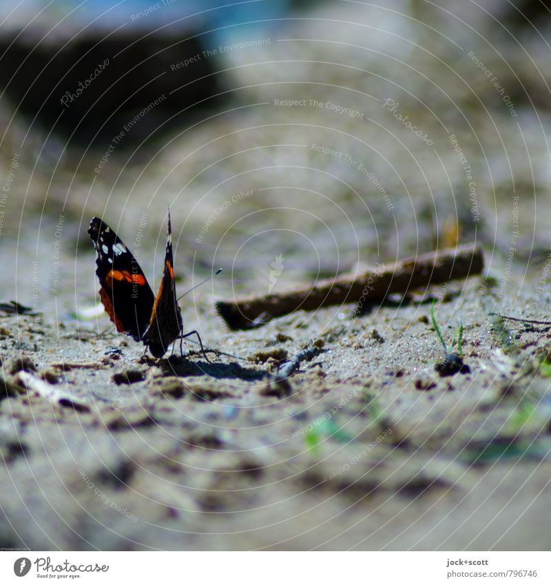 Butterfly & Sand Summer Grass Stick Lakeside 1 Free Small naturally Cute Under Warmth Life Exhaustion Environment Opposite Abstract Silhouette Sunlight