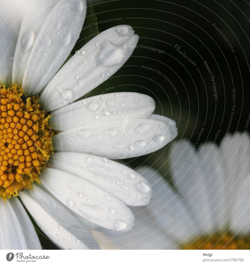 wet Environment Nature Plant Summer Rain Flower Blossom Marguerite Blossom leave Garden Blossoming Growth Esthetic Authentic Beautiful Wet Yellow Black White
