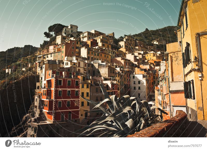 RIOMAGGIORE Vacation & Travel Tourism Sightseeing City trip Summer Summer vacation House (Residential Structure) Dream house Cloudless sky Sunlight