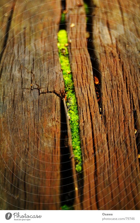 niche existence Life Crack & Rip & Tear Wood Seam Plant Green Botany Joie de vivre (Vitality) Wood grain Symbiosis Rustic Old Happiness Vigor