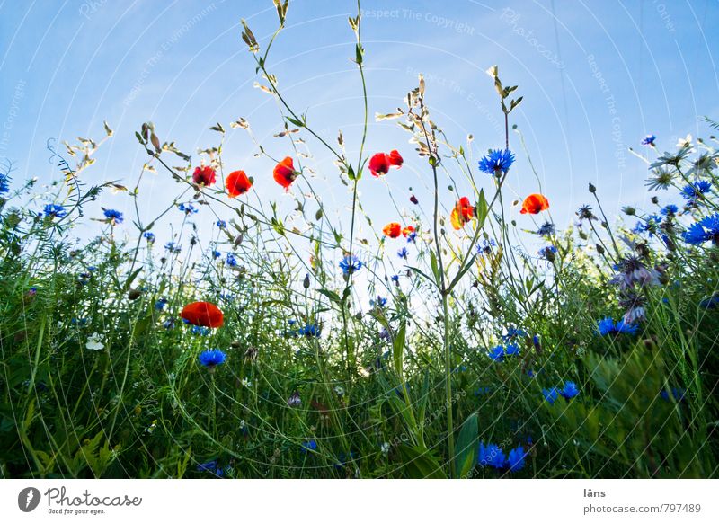 clearing Trip Summer Summer vacation Environment Nature Landscape Plant Sky Beautiful weather Grass Blossom Wild plant Poppy Poppy field Cornflower