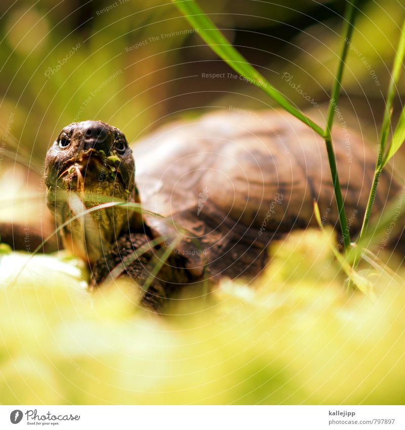 The Oracle Animal 1 To feed Turtle Tortoise Old Experience Age Reptiles Neck Wrinkle Shell Lettuce Green Colour photo Exterior shot Light Shadow Contrast Blur