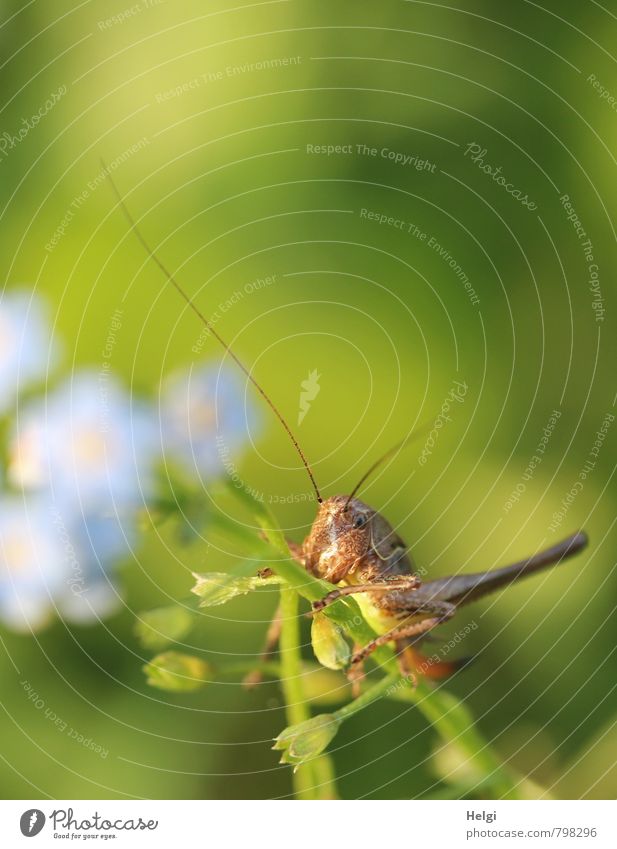 Small hopper Environment Nature Plant Animal Summer Blossom Forget-me-not Meadow Wild animal Feeler Locust 1 Blossoming To hold on Looking Sit Esthetic