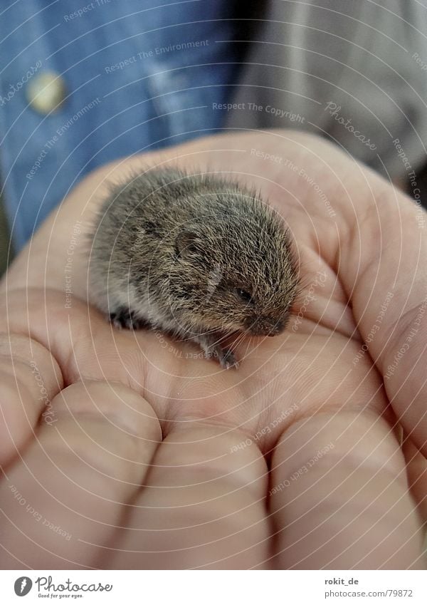 Lemming, or is it a mouse? Human being Hand Fingers Animal Pelt Mouse Claw Paw Small Cute Sweet Blue Gray Protection Safety (feeling of) Fear Mammal Fragile