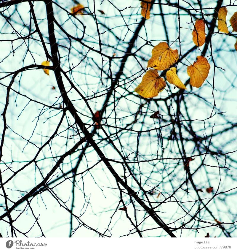 Falling leaves... 2 Wood Autumn Leaf Hang Empty Green Yellow Tree Light Biology Photosynthesis Goodbye Autumn leaves Muddled Nature Wood flour Azure blue Grief