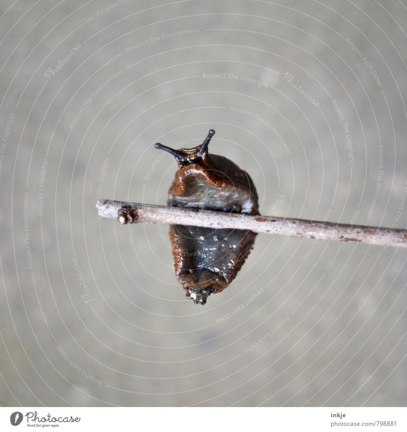 snail on high bar Branch Animal Wild animal Snail Slug 1 Hang Sports Small Naked Wet Nature Slimy Smoothness Mucus Stick To hold on Looking bottom Under Above