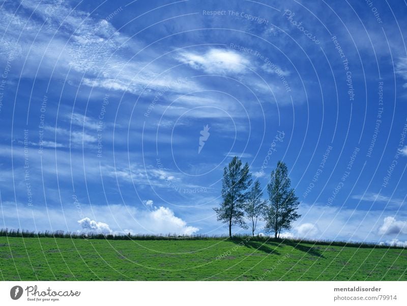 Three Freedom Clouds Air Celestial bodies and the universe Tree Grass Agriculture Breathe Tree trunk Pasture Grass surface Meadow Green space Tree structure