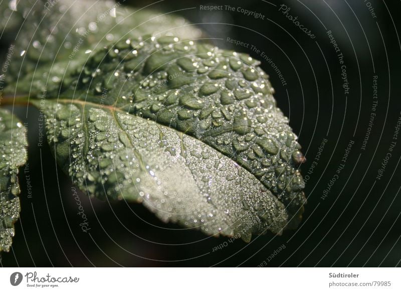 raindrops on leaf Rachis Leaf Rain Apple tree Wet Damp Drops of water