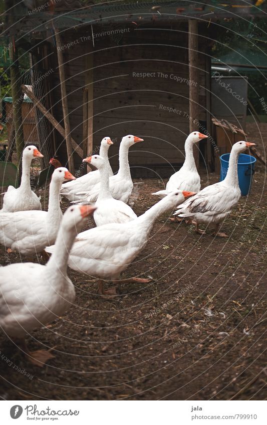 geese Hut Barn Animal Farm animal Goose Group of animals Natural Colour photo Exterior shot Deserted Day Animal portrait