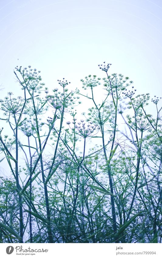 dill Environment Nature Plant Sky Agricultural crop Dill Dill blossom Esthetic Large Natural Colour photo Exterior shot Deserted Copy Space top