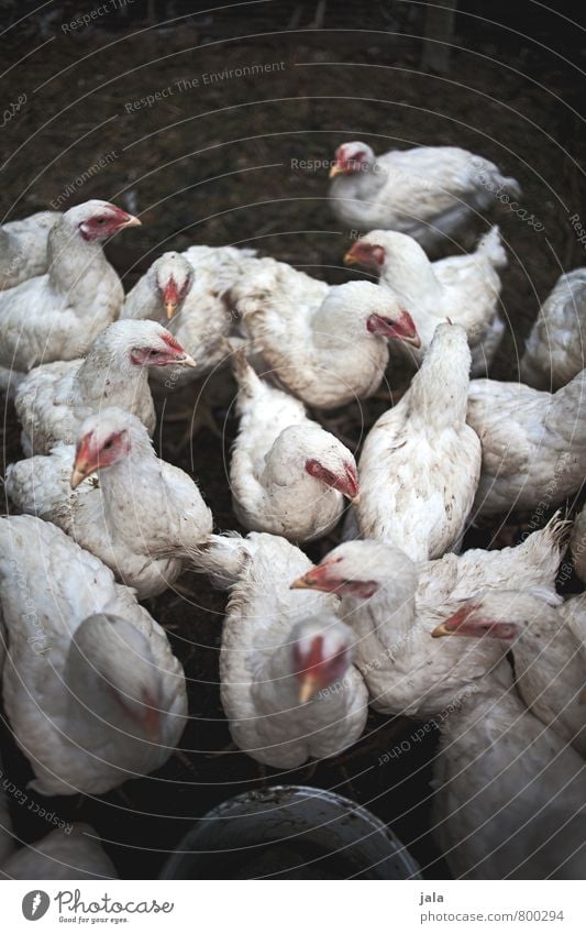 crowded Animal Farm animal Barn fowl Group of animals Gloomy Narrow posture Colour photo Exterior shot Deserted Copy Space top Day