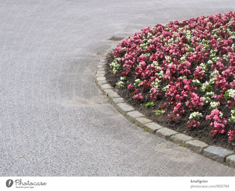 Nice and neat! Nature Plant Earth Summer Flower Blossom Park Gully Paving stone Blossoming Beautiful Round Town Gray Pink White Emotions Spring fever Colour