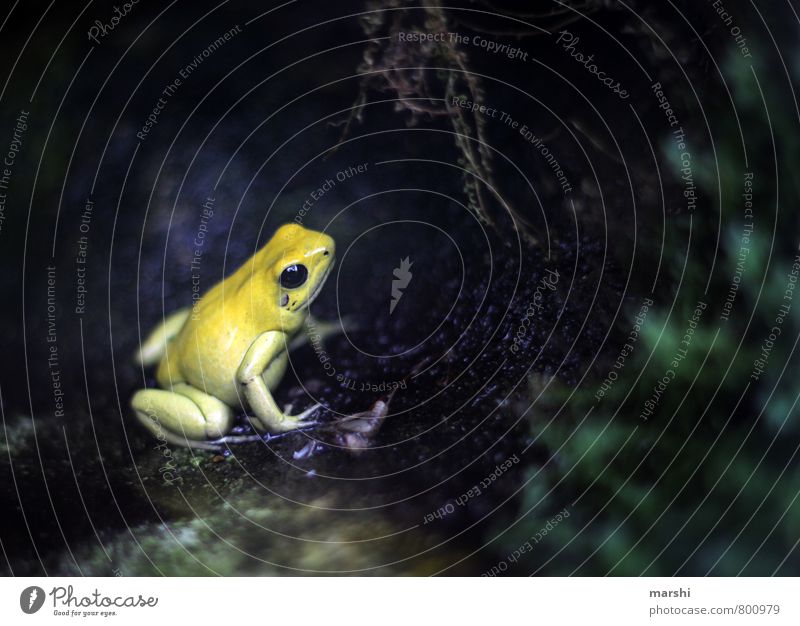 worm's-eye view Plant Animal Yellow Frog Small Nature Colour photo Exterior shot Detail Day Worm's-eye view
