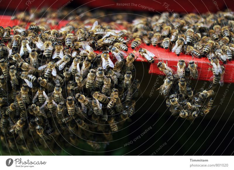 Group feeling, I guess. Nature Animal Bee Flock Beehive Wood Dark Simple Natural Red Black Emotions Attachment Group of animals Suspended Black & white photo