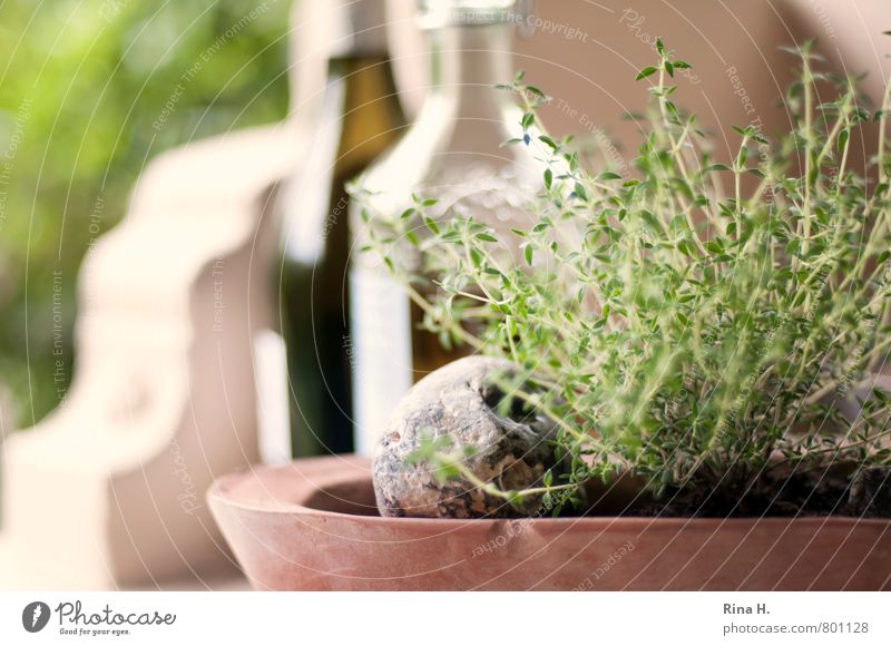 thyme Nutrition Beverage Summer Garden Authentic To enjoy Herbs and spices Thyme Olive oil Bottle of wine Terrace Still Life Food photograph Ingredients