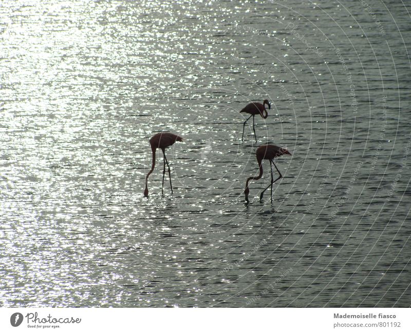 Three flamingos in the water 3 Landscape Flamingo Water Sunlight Animal Stand Elegant Exotic Free pretty Gray Serene Calm Unwavering Contentment Relaxation