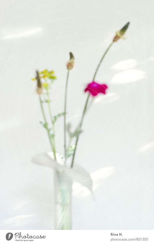 OOF Bouquet Vase Blossoming Faded Bright Flower Herbs and spices Colour photo Exterior shot Abstract Deserted Copy Space left Copy Space right Copy Space top