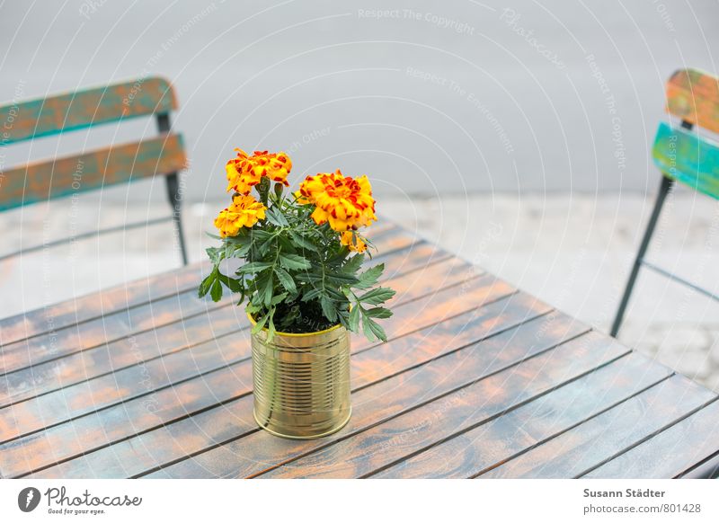 UT DD I seat To enjoy Sit Seating Table Wooden table Flowerpot Chair Café Summery Meeting point Wooden chair Colour photo Multicoloured Exterior shot