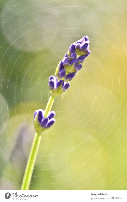 lavender Nature Beautiful weather Plant Lavender Garden To enjoy Yellow Green Violet Colour photo Close-up Day