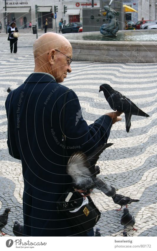 the pigeon whisperer Pigeon Lisbon Whisper Man Marketplace Feeding Vacation & Travel Trust Belief