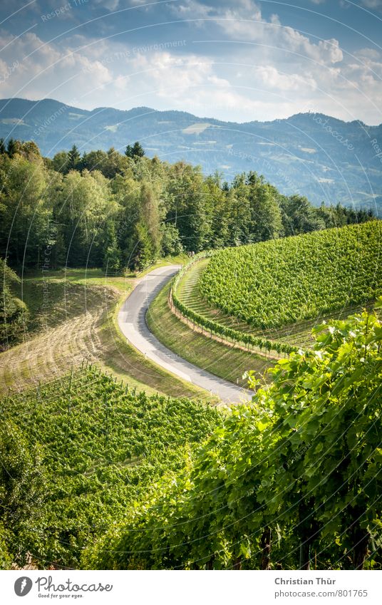 Vineyards South Styria Contentment Senses Relaxation Calm Meditation Vacation & Travel Tourism Trip Summer Summer vacation Environment Nature Sun