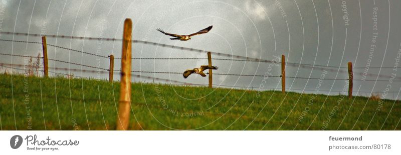 Flight into the year 2007 Bird of prey Animal Meadow Fence Storm Dangerous Bird hunting Judder Pasture Flying Freedom Aviation Hunting Sky Thunder and lightning