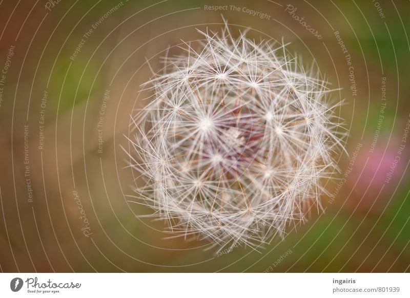 symmetry Nature Plant Wild plant Dandelion flying seeds Glittering Faded Natural Round Green Pink White Life Contentment Arrangement umbrella Symmetry
